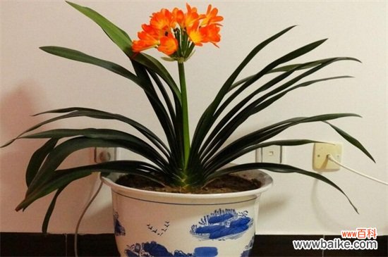 最旺宅的植物有哪些？十种旺宅又招财植物介绍