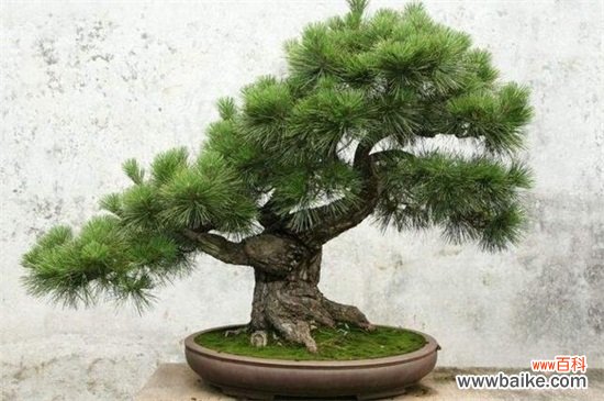 最旺宅的植物有哪些？十种旺宅又招财植物介绍