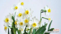 水仙花语是什么意思？水仙代表的意义有哪些？