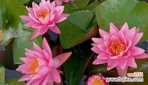 睡莲花语和寓意象征着什么意思?如何理解睡莲的深层含义?