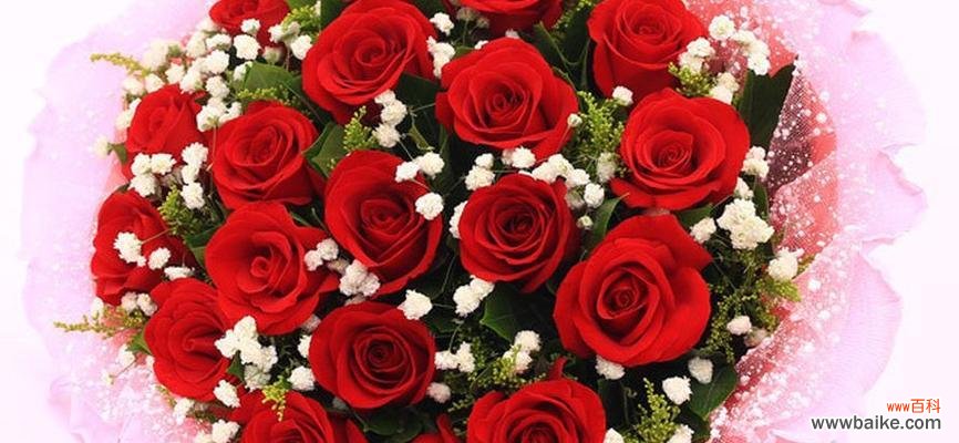 四朵玫瑰花代表什么含义?花语解读与送花指南?