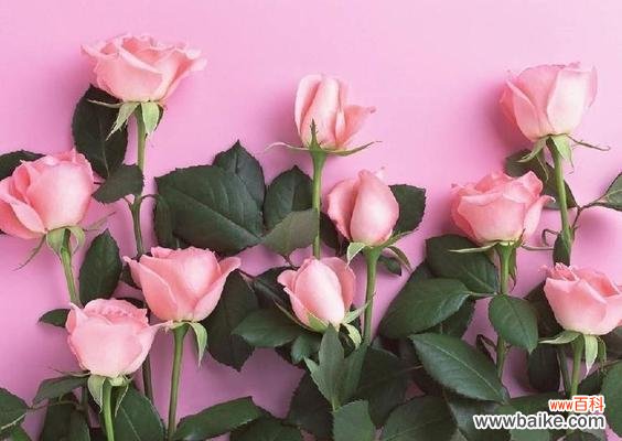 四朵玫瑰花代表什么含义?花语解读与送花指南?