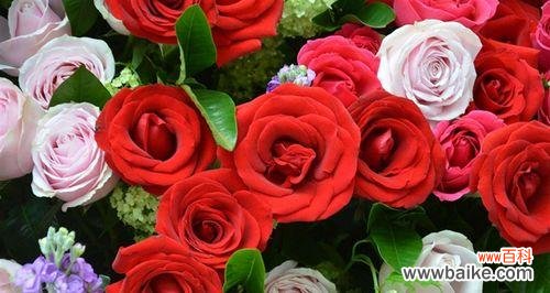 四朵玫瑰花代表什么含义?花语解读与送花指南?