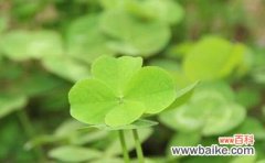 四叶草的花语是什么意义？如何解读四叶草的幸运象征？