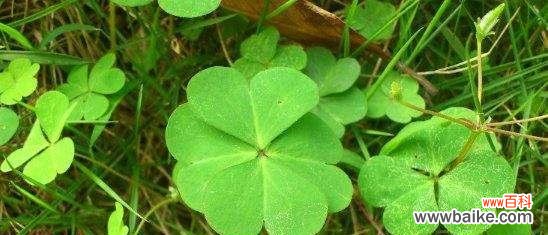 四叶草的花语是什么意义？如何解读四叶草的幸运象征？