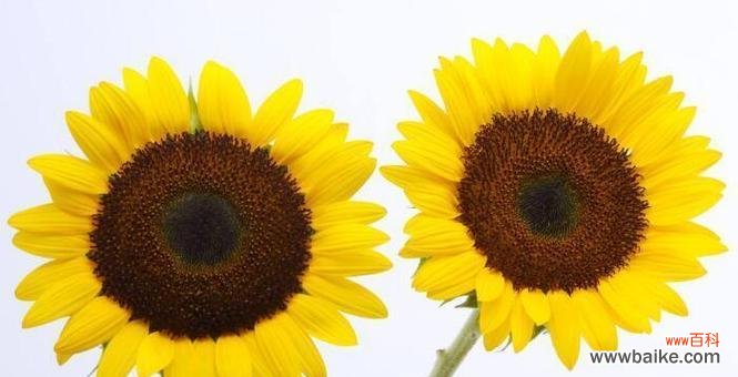 太阳花的花语是什么?如何正确解读太阳花的含义?