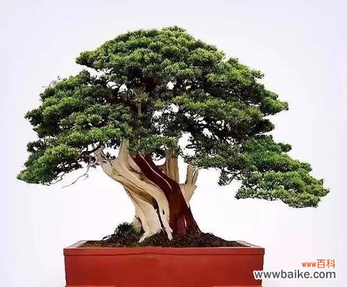 松柏象征着什么意义?松柏的寓意和象征有哪些?