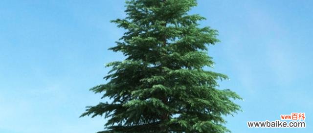 松柏象征着什么意义?松柏的寓意和象征有哪些?