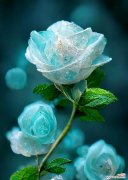 碎冰蓝花语代表什么？如何解读碎冰蓝的花语含义？