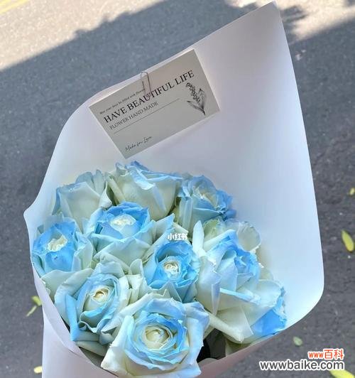 碎冰蓝花语代表什么？如何解读碎冰蓝的花语含义？