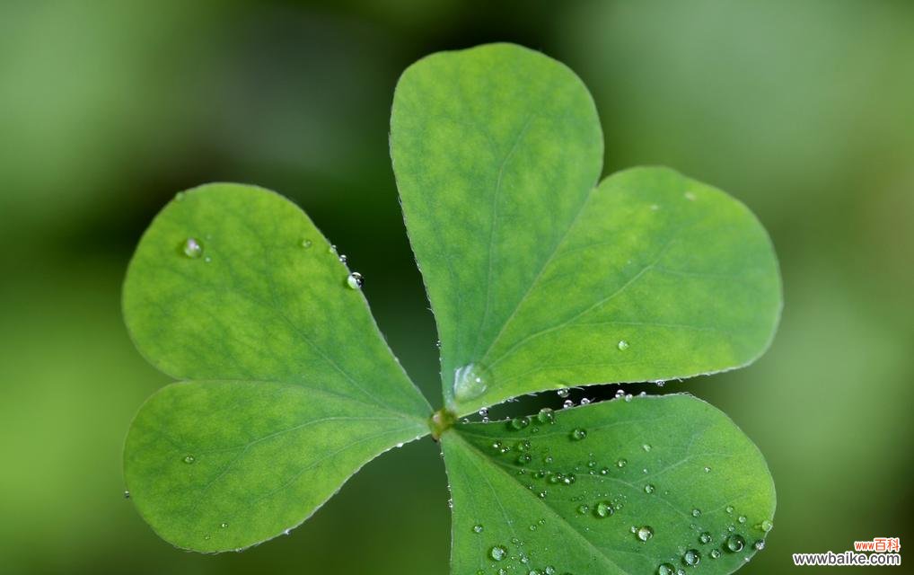 四叶草的寓意是什么?它象征着哪些意义?