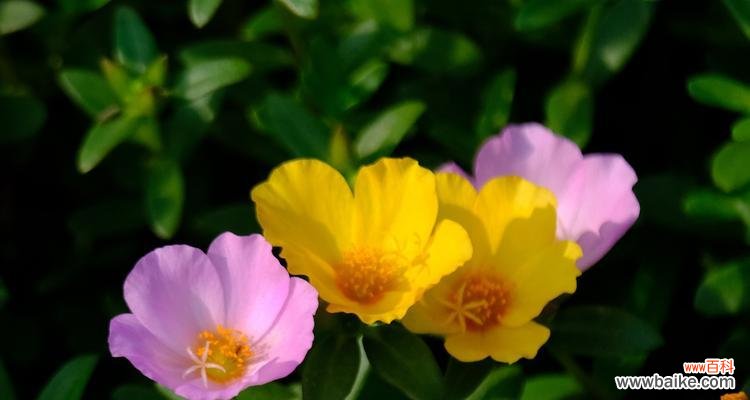 太阳花的象征意义是什么?如何正确解读太阳花的花语?