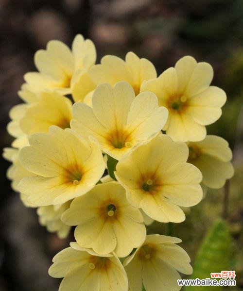 探秘樱花草的传说和意义 樱花草花语