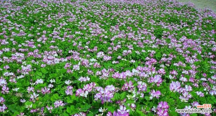 凝神静气，心神合一，领略紫云英的花语 紫云英的花语