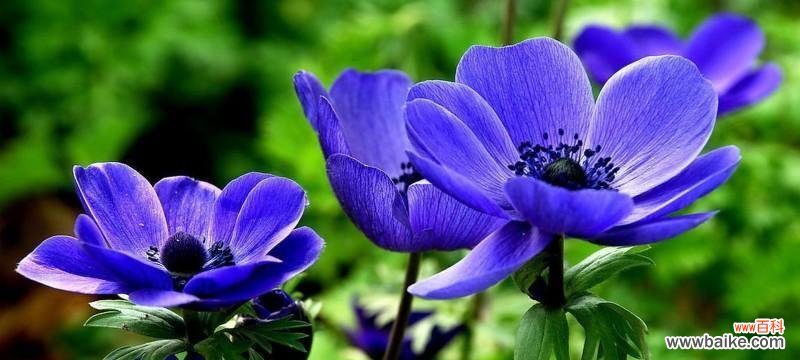 寒冷中的美丽，纯洁和坚韧 薄雪草花语大揭秘