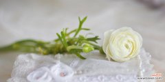 探寻白玫瑰背后的花语 白玫瑰的象征意义剖析