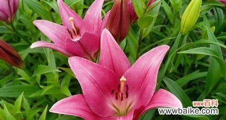 揭示百合花的含义与象征 百合花的寓意与花语