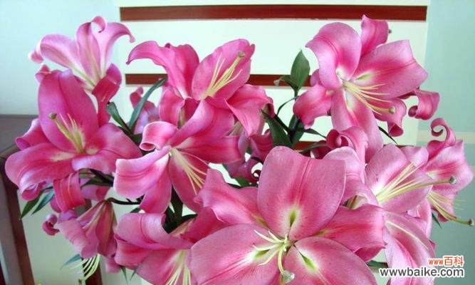 揭示百合花的含义与象征 百合花的寓意与花语