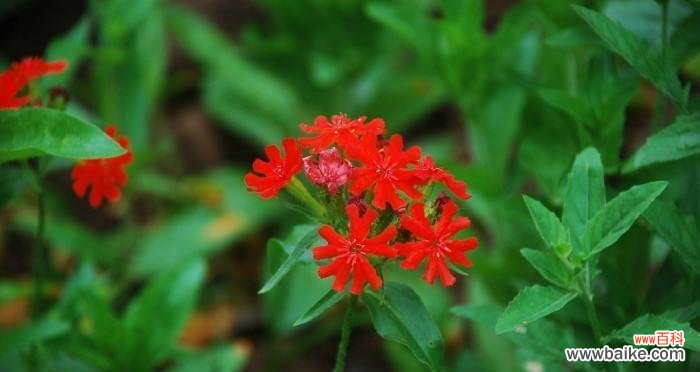 秋萝花语，色香并茂 剪秋萝，乐享秋日香气