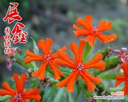 秋萝花语，色香并茂 剪秋萝，乐享秋日香气