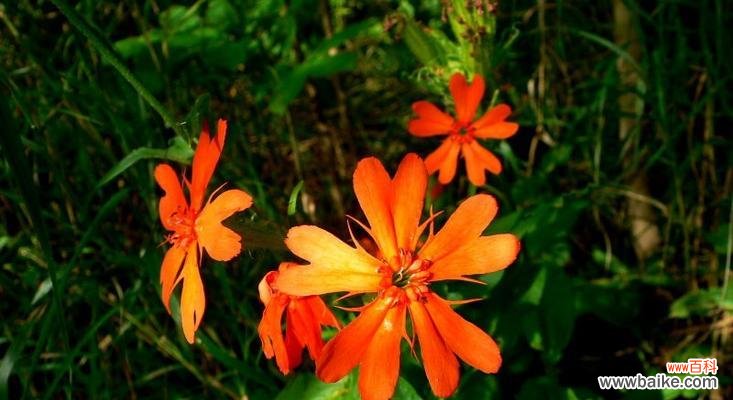 秋萝花语，色香并茂 剪秋萝，乐享秋日香气