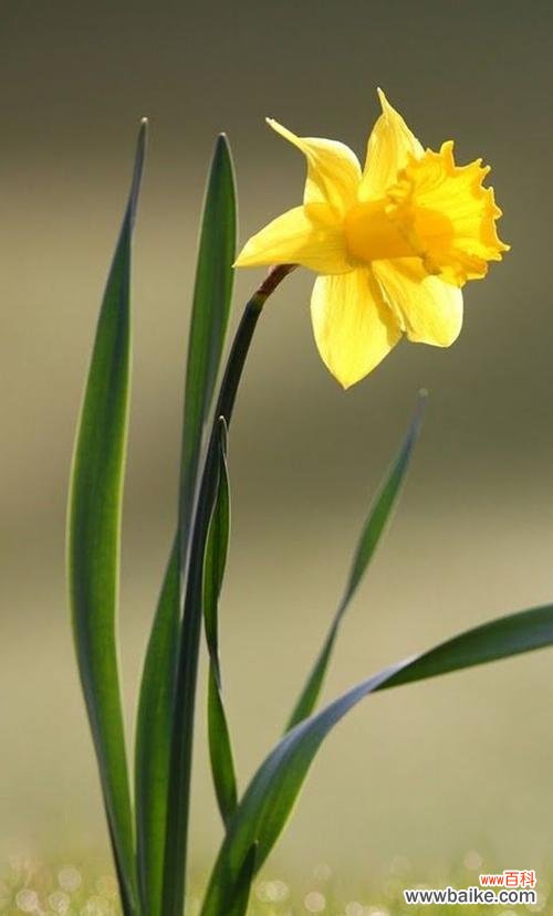 探寻水仙花的隐藏花语，深入了解花的心声 水仙花之真正花语