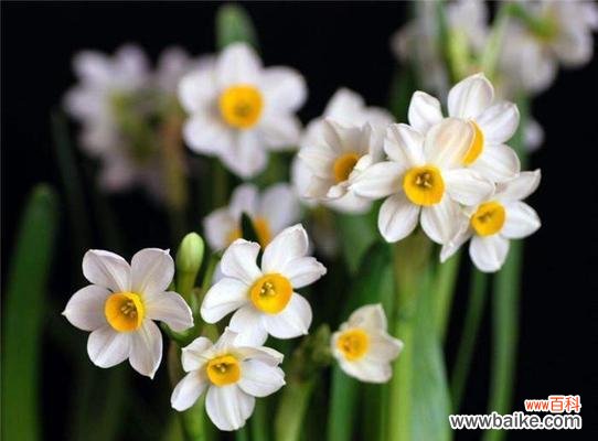 探寻水仙花的隐藏花语，深入了解花的心声 水仙花之真正花语