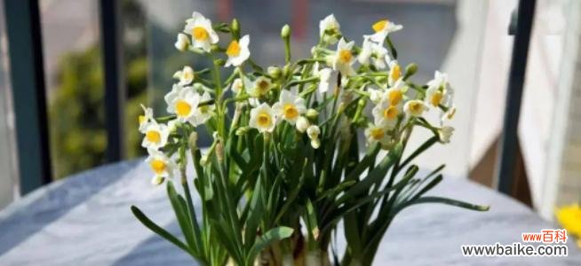 探寻水仙花的隐藏花语，深入了解花的心声 水仙花之真正花语