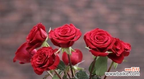 解读玫瑰花的花语 浪漫的玫瑰花语——93朵玫瑰代表的意义