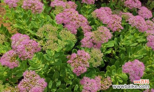 探寻八宝景天的福运之道 八宝景天的风水寓意与摆放位置