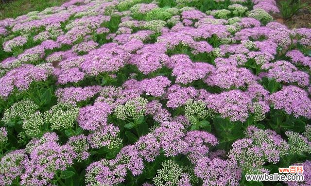 探寻八宝景天的福运之道 八宝景天的风水寓意与摆放位置