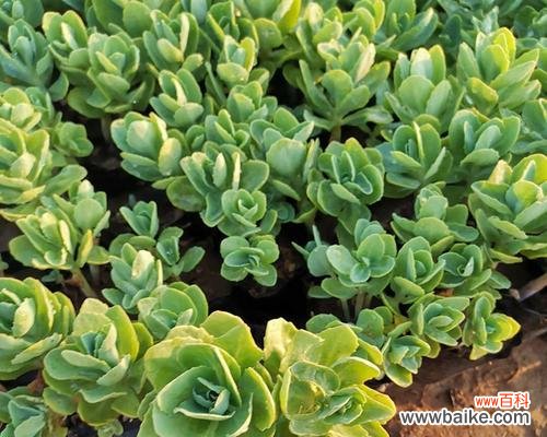 探寻八宝景天的福运之道 八宝景天的风水寓意与摆放位置