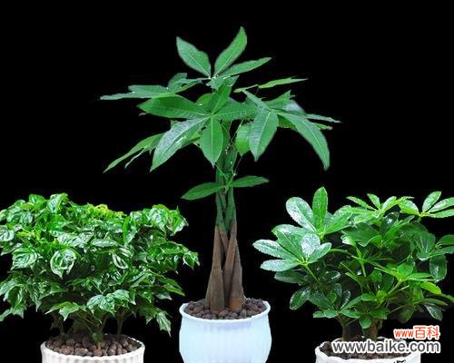 预示着什么意思 八方来财树开花,财富如雨洒满人间