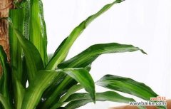 解读以巴西木在风水中的寓意及运用技巧 以巴西木的风水作用——提升财运与居家幸福