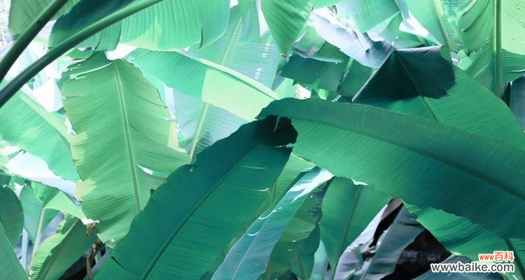 传承千年的东方文化 芭蕉的风水寓意与摆放位置的探讨