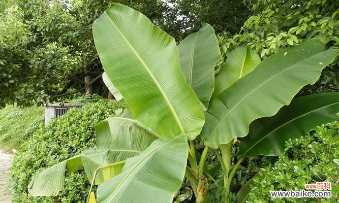 传承千年的东方文化 芭蕉的风水寓意与摆放位置的探讨