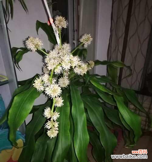 探寻木花的内涵与象征 以巴西木花语与寓意