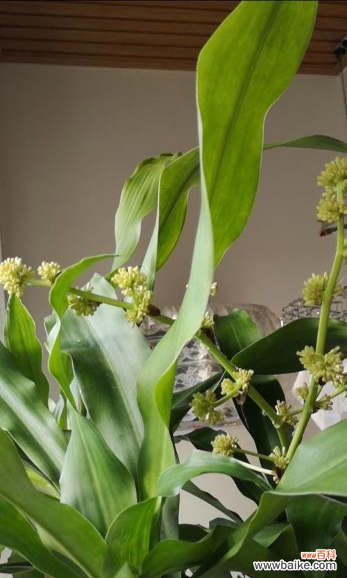 探寻木花的内涵与象征 以巴西木花语与寓意