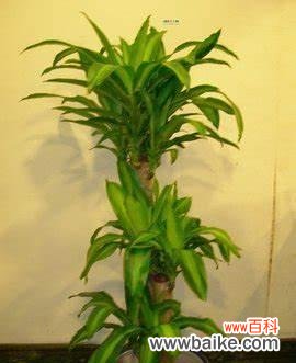 探寻木花的内涵与象征 以巴西木花语与寓意