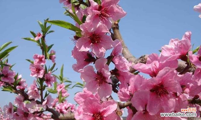 桃花代表什么花语？如何解读桃花的深层含义？