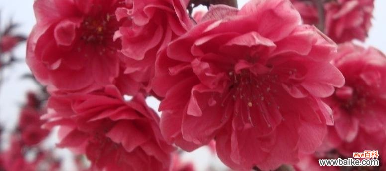 桃花的花语和寓意象征着什么?