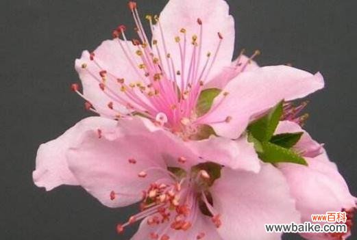 桃花的花语和寓意象征着什么?