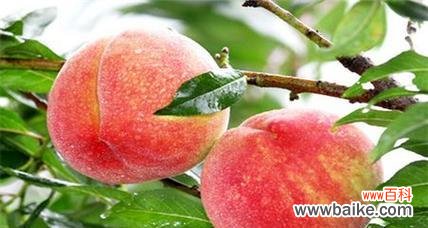 桃子象征着什么意义？如何理解桃子在文化中的寓意？