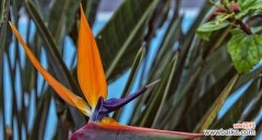 天堂鸟的花语代表什么含义？如何正确解读？