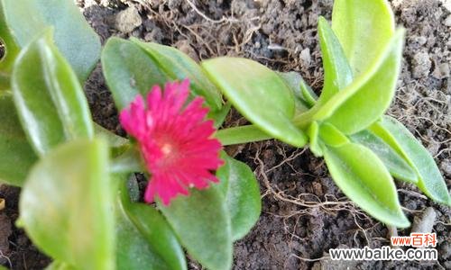 田七开花的颜色和寓意是什么？