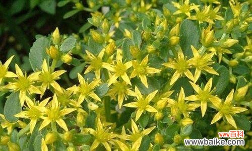 田七开花的颜色和寓意是什么？