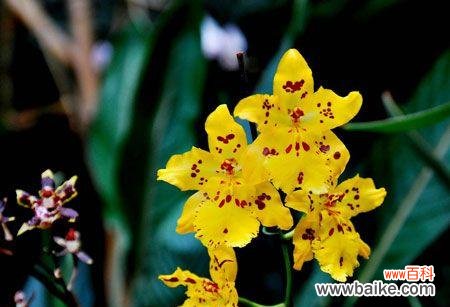 跳舞兰的花语和寓意寓意着什么意思？