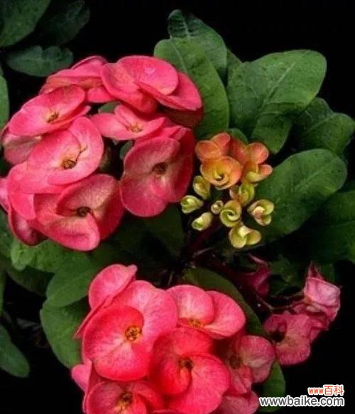 铁海棠花语寓意是什么？如何解读其象征意义？