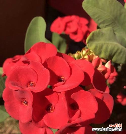 铁海棠花语象征与寓意代表什么含义？如何正确解读？