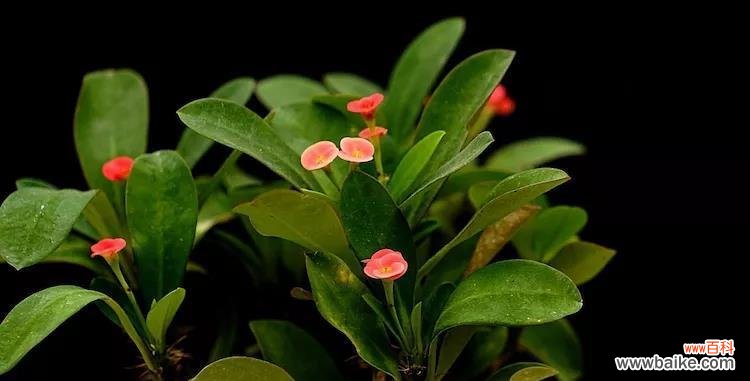 铁海棠花语象征与寓意代表什么含义？如何正确解读？